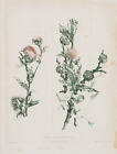 PAULUSSEN (*1852) według KRECE (19. wiek), botaniczny ostropest darst / gałąź sosnowa, około 1900 roku,
