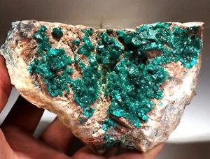 Large 5.5" Bright, Emerald Green Dioptase Crystals on Matrix, Congo! DP372 - Picture 1 of 8