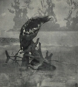 HANS FRANK - Stolzer Greifvogel 2 - Radierung - 1910 - Picture 1 of 2