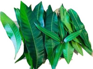 Fresh Mango Leaves Tea Organic All Natural, No Pesticide, No Chemical from...