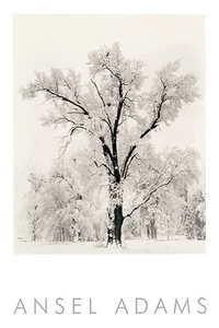 Oak Tree, Snowstorm (embossed) by Ansel Adams Art Print Photo Poster 36x24 - Picture 1 of 3