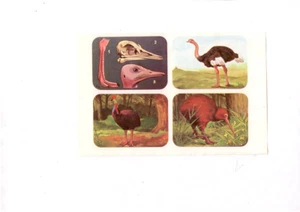 FIGURINE DEL TOPOLINO N° 344 - INSERTO SINGOLO- Uccelli: struzzo..  -D3 - Picture 1 of 1