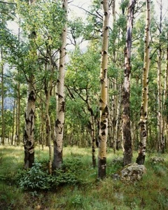 Old Aspen Meadow; Weminuche Wilderness, CO. Large Format 4x5 Color Photo 23"x28" - Picture 1 of 4