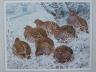 BEAUTIFUL TUNNICLIFFE BIRD PRINT ~ GREY PARTRIDGES 