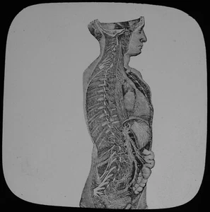 Magic Lantern Slide HUMAN PHYSIOLOGY NO37 GANGLIONIC SYSYEM C1888 MEDICAL DOCTOR - Bild 1 von 2