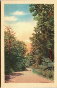 Camino escénico a través del bosque, árboles altos del bosque, PC vintage - Imagen 1 de 2
