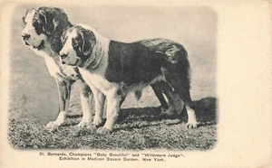 LP42 St Bernard Dogs Exhibition Madison Square Garden New York Postcard - Picture 1 of 2