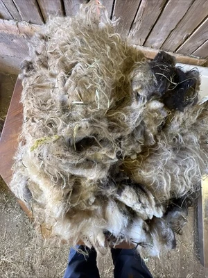 Icelandic fleece Really NICE, Raw unwashed, unskirted, 2.0  lbs black - Image 1 of 4