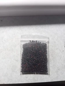 100 NZ "ChurchHill" OP Pach SEEDS - Picture 1 of 1