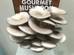 Pearl Oyster Mushroom Kit, Easiest Kit On The Market, Grow Oyster Mushrooms - Picture 1 of 5