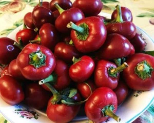 SEMI DI PEPERONE ROSSO DOLCE NON OGM SUPER SAPORE OTTIMO PER DECAPAGGIO gusto! - Foto 1 di 6