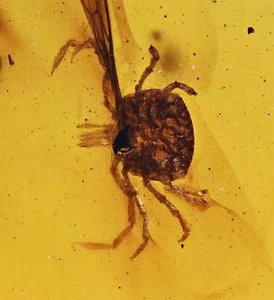 Ácaros raros (garrapa dura), inclusión fósil en ámbar birmano - Imagen 1 de 3