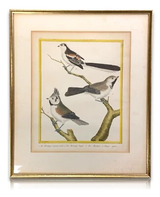 François Nicolas MARTINET - Ornithologie Vögel Kupferstich - Handkoloriert 1780 - Bild 1 von 4