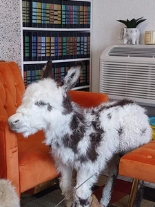 Rare Real Baby Donkey Taxidermy Mount - Not Posable - Picture 1 of 13