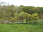 Photo 12x8 Pond Near Hurst Farm Burgates Tree-lined and fenced-off pond ne c2012