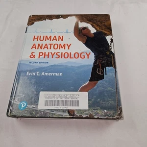 Human Anatomy & Physiology (2nd Edition) - Hardcover By Amerman, Erin C. - GOOD - Picture 1 of 4