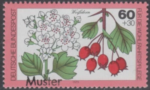 Specimen, Germany ScB567 Woodland Plant, Tree, Hawthorn - Picture 1 of 1