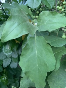 💥100 Solanum Torvum fresco biologico, foglie di bacche di tacchino Zanmoret $20 - Foto 1 di 3