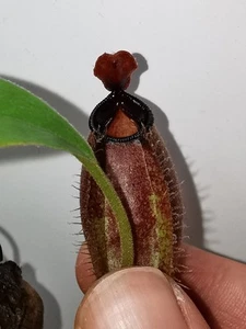 Nepenthes ampullaria x aristolochiodes BE3758 - Bild 1 von 3