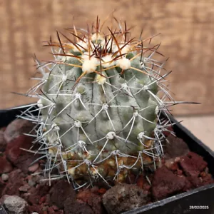 D3464 COPIAPOA ESTREPTOCAULON maceta 10-H8-W6 cm MaMa Cactus - Imagen 1 de 4