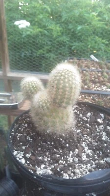 "OFERTA" Tocón Weberbayerocereus rauhii 3 puntas no astrofito Foto 1 de 2