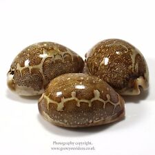 Cowrie Map Cypraea mappa seashell rarely available | 7 to 8 cm