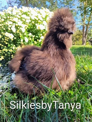 SILKY 6 + Fertile silkie chicken hatching eggs. Frizzles And Satins Possible.