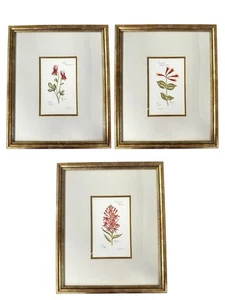 Set di tre litografie botaniche edizione limitata di Lyndi Lende, firmate - Foto 1 di 20