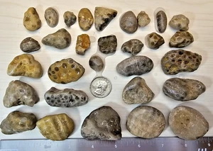 ❤️30 Petoskey Stones Hexagonaria Tabulate Coral Michigan Devonian Era - Picture 1 of 24