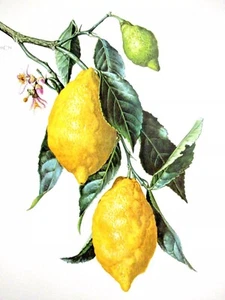 "EXOTIC LEMONS" ~ (1959) ~ *** (VINTAGE / LITHOGRAPH PRINT) *** #46976 - Picture 1 of 8