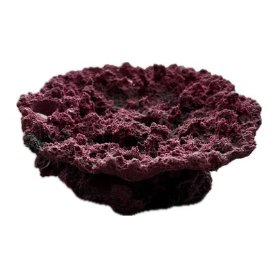 Cama de arena 5 agujeros Acropora Coral Placa Fragmento Estante/Roca para enchufes de coral vivo Foto 1 de 3