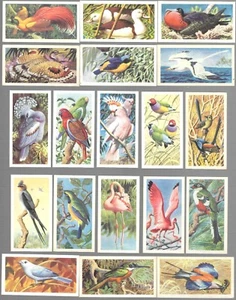CIGARETTE/TRADE/CARDS. Brooke Bond. TROPICAL BIRDS. (1961). (Complete Set of 50) - Picture 1 of 1
