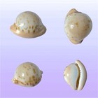 Cypraea, Cypraeovula volvens, Off Port Alfred, S. Africa, 21,1 mm, DELICIOUS
