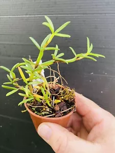 Mediocalcar decoratum Miniature Orchid Species Plant FS 6cm Pot - Picture 1 of 6