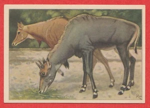 1940 Dutch Trade Card by Verkade #88 Nilgai - Picture 1 of 2