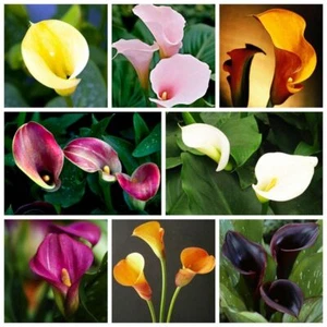 1 Confezione 100 Semi Colorati di Giglio Calla Zantedeschia Semi Giardino Fiore S070 - Foto 1 di 14