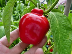Manzano Pepper Seeds RED TYPE (24 seed/ packet) FREE SHIPPING (INTERNAT-$ 1.60) - Picture 1 of 24