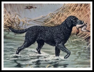 CURLY COATED RETRIEVER AND DUCK VINTAGE STYLE DOG ART PRINT POSTER - Picture 1 of 1