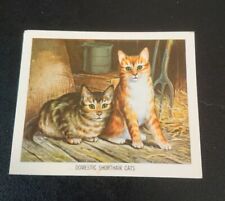 Vintage Nabisco Card-Australia's Animal Wealth-Domestic Shorthair Cats Card # 60