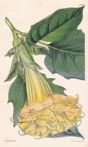 Datura Chlorantha Australia Blume Botanik flor botánica litografía Curtis 5128 - Imagen 1 de 1