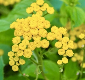 Tansy Tanacetum Vulgare - 3000x Seeds - Herb - Picture 1 of 2