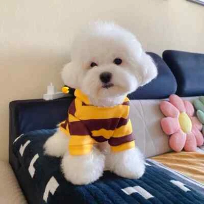 ✅ A Schnauzer Teddy Small Puppy Cat Pet Hoodie Bee Transformation Suit S | M | L - Image 1 of 4