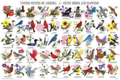 FEENIXX State Birds and Flowers Educational Chart Poster 36 x 24in