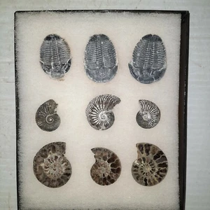 Konvolut Trilobiten & Ammoniten Fossilien im Etui - Bild 1 von 7