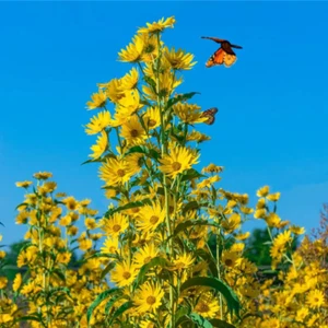 300+ Maximilian Sunflower Flower Seeds | Perennial Flowers Non-GMO Garden Seeds - Picture 1 of 1