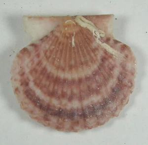 PECTEN PALMERI 34.69mm BEAUTIFUL SPECIMEN off Guaymas, Sonora, Mexico - Picture 1 of 2