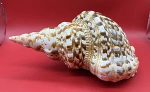 Große Triton Trompete Charonia Tritonis Muschel Muschel 10,75 Zoll - Bild 1 von 7