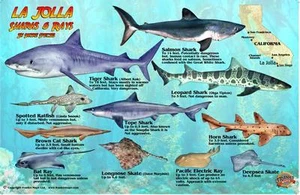 La Jolla Sharks & Rays Franko Maps Laminated Fish Card - Picture 1 of 2