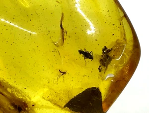 Amber Piece 2 Insects Inclusion Fossil Insect Natural Baltic Gift 14,3g 14797 - Picture 1 of 12