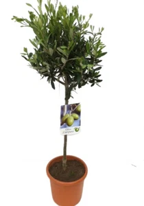 Olivenbaum - Hochstamm, (Olea europea), ca. 80cm hoch im ca. 19cm Topf - Bild 1 von 1